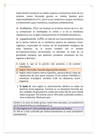 ácido-alcohol resistencia ya citada): aspecto y consistencia cérea de sus 
colonias; crecen formando grumos en medios líquidos; gran 
impermeabilidad de la P.C., que a su vez condiciona una gran resistencia 
a la desecación y gran resistencia a sustancias antibacterianas. 
Fosfolípidos (FL): sse localizan en la lámina interna de la m. ext. 
La composición en fosfolípidos es similar a la de la membrana 
citoplásmica, con un ligero enriquecimiento en fosfatidil-etanolamina. 
Lipopolisacárido (LPS): se trata de una macromolécula exclusiva 
de la lámina externa de la membrana externa de bacterias Gram-negativas, 
responsable de muchas de las propiedades biológicas de 
estas bacterias. Se le conoce también con el nombre 
de endotoxina (toxina termoestable, no difusible). Se trata de un 
glucolípido complejo, que podemos considerar compuesto de tres 
regiones o dominios: 
1 Lípido A, que es la porción más proximal, y de carácter 
hidrofóbico; 
2 Región intermedia, llamada oligosacárido medular; 
3 Región distal (cadena lateral específica, polisacarídica) a base de 
repeticiones de unos pocos azúcares. Es de carácter hidrofílico y 
constituye el antígeno somático O de las 6bacterias Gram-negativas. 
1. El lípido A: esta región es prácticamente idéntica en todas las 
bacterias Gram-negativas. Consiste en un disacárido formado por 
dos unidades de glucosamina unidas por enlace ß(1-6), pero donde 
todos los grupos -OH (menos uno) y -NH2 están sustituidos (unidos a 
otras moléculas): Obsérvese que: 
Existen 5 (a veces 6) ácidos grasos, todos ellos saturados, con predominio 
de ß-hidroximirístico (un ácido graso C14). 
El -OH original en 4´ está sustituido por arabinosamina-fosfato. 
El -OH en 1 está sustituido por fosforil-etanolamina (a veces pirofosforil-etanolamina). 
 