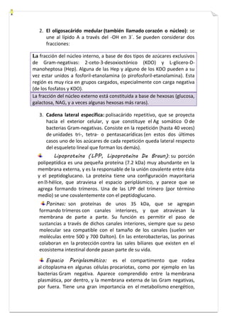 2. El oligosacárido medular (también llamado corazón o núcleo): se 
une al lípido A a través del -OH en 3´. Se pueden considerar dos 
fracciones: 
La fracción del núcleo interno, a base de dos tipos de azúcares exclusivos 
de Gram-negativas: 2-ceto-3-desoxioctónico (KDO) y L-glicero-D-manoheptosa 
(Hep). Alguna de las Hep y alguno de los KDO pueden a su 
vez estar unidos a fosforil-etanolamina (o pirofosforil-etanolamina). Esta 
región es muy rica en grupos cargados, especialmente con carga negativa 
(de los fosfatos y KDO). 
La fracción del núcleo externo está constituida a base de hexosas (glucosa, 
galactosa, NAG, y a veces algunas hexosas más raras). 
3. Cadena lateral específica: polisacárido repetitivo, que se proyecta 
hacia el exterior celular, y que constituye el Ag somático O de 
bacterias Gram-negativas. Consiste en la repetición (hasta 40 veces) 
de unidades tri-, tetra- o pentasacarídicas (en estos dos últimos 
casos uno de los azúcares de cada repetición queda lateral respecto 
del esqueleto lineal que forman los demás). 
Lipoproteína (LPP, Lipoproteína De Braun): su porción 
polipeptídica es una pequeña proteína (7.2 kDa) muy abundante en la 
membrana externa, y es la responsable de la unión covalente entre ésta 
y el peptidoglucano. La proteína tiene una configuración mayoritaria 
en -hélice, que atraviesa el espacio periplásmico, y parece que se 
agrega formando trímeros. Una de las LPP del trímero (por término 
medio) se une covalentemente con el peptidoglucano. 
Porinas: son proteínas de unos 35 kDa, que se agregan 
formando trímeros con canales interiores, y que atraviesan la 
membrana de parte a parte. Su función es permitir el paso de 
sustancias a través de dichos canales interiores, siempre que su peso 
molecular sea compatible con el tamaño de los canales (suelen ser 
moléculas entre 500 y 700 Dalton). En las enterobacterias, las porinas 
colaboran en la protección contra las sales biliares que existen en el 
ecosistema intestinal donde pasan parte de su vida. 
Espacio Periplasmático: es el compartimento que rodea 
al citoplasma en algunas células procariotas, como por ejemplo en las 
bacterias Gram negativa. Aparece comprendido entre la membrana 
plasmática, por dentro, y la membrana externa de las Gram negativas, 
por fuera. Tiene una gran importancia en el metabolismo energético, 
 