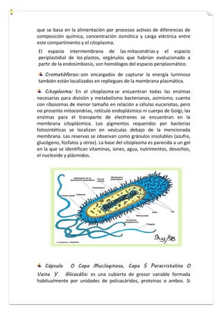 que se basa en la alimentación por procesos activos de diferencias de 
composición química, concentración osmótica y carga eléctrica entre 
este compartimento y el citoplasma. 
El espacio intermembrana de las mitocondrias y el espacio 
periplastidial de los plastos, orgánulos que habrían evolucionado a 
partir de la endosimbiosis, son homólogos del espacio periplasmático. 
Cromatóforos: son encargados de capturar la energía luminosa 
también están localizados en repliegues de la membrana plasmática. 
Citoplasma: En el citoplasma se encuentran todas las enzimas 
necesarias para división y metabolismo bacterianos, asimismo, cuenta 
con ribosomas de menor tamaño en relación a células eucariotas, pero 
no presenta mitocondrias, retículo endoplásmico ni cuerpo de Golgi; las 
enzimas para el transporte de electrones se encuentran en la 
membrana citoplásmica. Los pigmentos requeridos por bacterias 
fotosintéticas se localizan en vesículas debajo de la mencionada 
membrana. Las reservas se observan como gránulos insolubles (azufre, 
glucógeno, fosfatos y otros). La base del citoplasma es parecida a un gel 
en la que se identifican vitaminas, iones, agua, nutrimentos, desechos, 
el nucleoide y plásmidos. 
Cápsula O Capa Mucilaginosa, Capa S Paracristalina O 
Vaina Y Glicocálix: es una cubierta de grosor variable formada 
habitualmente por unidades de polisacáridos, proteínas o ambos. Si 
 