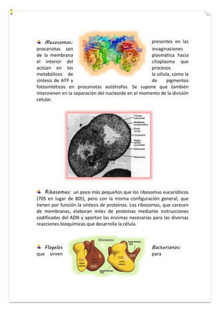 Mesosomas: presentes en las 
procariotas son invaginaciones 
de la membrana plasmática hacia 
el interior del citoplasma que 
actúan en los procesos 
metabólicos de la célula, como la 
síntesis de ATP y de pigmentos 
fotosintéticos en procariotas autótrofos. Se supone que también 
intervienen en la separación del nucleoide en el momento de la división 
celular. 
Ribosomas: un poco más pequeños que los ribosomas eucarióticos 
(70S en lugar de 80S), pero con la misma configuración general, que 
tienen por función la síntesis de proteínas. Los ribosomas, que carecen 
de membranas, elaboran miles de proteínas mediante instrucciones 
codificadas del ADN y aportan las enzimas necesarias para las diversas 
reacciones bioquímicas que desarrolla la célula. 
Flagelos Bacterianos: 
que sirven para 
 