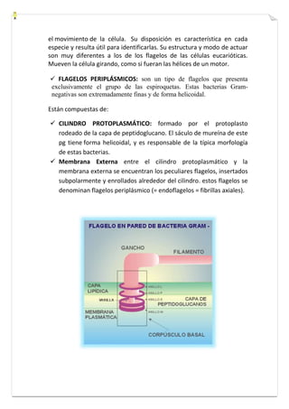el movimiento de la célula. Su disposición es característica en cada 
especie y resulta útil para identificarlas. Su estructura y modo de actuar 
son muy diferentes a los de los flagelos de las células eucarióticas. 
Mueven la célula girando, como si fueran las hélices de un motor. 
 FLAGELOS PERIPLÁSMICOS: son un tipo de flagelos que presenta 
exclusivamente el grupo de las espiroquetas. Estas bacterias Gram-negativas 
son extremadamente finas y de forma helicoidal. 
Están compuestas de: 
 CILINDRO PROTOPLASMÁTICO: formado por el protoplasto 
rodeado de la capa de peptidoglucano. El sáculo de mureína de este 
pg tiene forma helicoidal, y es responsable de la típica morfología 
de estas bacterias. 
 Membrana Externa entre el cilindro protoplasmático y la 
membrana externa se encuentran los peculiares flagelos, insertados 
subpolarmente y enrollados alrededor del cilindro. estos flagelos se 
denominan flagelos periplásmico (= endoflagelos = fibrillas axiales). 
 