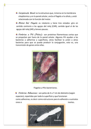 Corpúsculo Basal: es la estructura que, inmersa en la membrana 
citoplásmica y en la pared celular, ancla el flagelo a la célula, y está 
relacionada con la función del motor. 
Motor Del Flagelo: es rotatorio y tiene tres estados: giro en 
sentido contrario a las agujas del reloj (CAR), sentido igual al de las 
agujas del reloj (AR) y breves pausas. 
Fimbrias o Pili (Pelos): son proteínas filamentosas cortas que 
se proyectan por fuera de la pared celular. Algunos Pili ayudan a las 
bacterias a adherirse a superficies, otros facilitan la unión a otras 
bacterias para que se pueda producir la conjugación, esto es, una 
transmisión de genes entre ellas. 
Flagelos y Pilis bacterianos. 
Fimbrias Adhesivas: son pelos de 4 a 7 nm de diámetro (según 
especies), repartidas por toda la superficie y que funcionan 
como adhesinas, es decir como estructuras para la adhesión a sustratos 
vivos o inertes. 
 