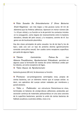 Pelos Sexuales De Enterobacterias Y Otras Bacterias 
Gram-Negativas: son más largos y más gruesos (unos 10 nm de 
diámetro) que las fimbrias adhesivas. Aparecen en menor número (de 
1 a 10 por célula), y su función es la de permitir los contactos iniciales 
en la conjugación, como órgano de reconocimiento entre la bacteria 
donadora, dotada del pelo sexual, y la receptora, carente de él. Sus 
genes son de localización plasmídica. 
Hay dos clases principales de pelos sexuales: los de de tipo f y los de 
tipo i, cada uno con un tipo de proteína distinta (genéricamente 
conocida como pilina sexual). Son usados como receptores específicos 
por parte de algunos fagos. 
Túbulos Contráctiles Polares De Los 
Géneros Pseudónomas, Agrobacterium Yrhizobium: permiten en 
algunos casos la formación de rosetas de varios individuos unidos por 
los túbulos, así como receptores de fagos. 
Tubos Huecos de Agrobacterium: 
bastante gruesos (40 nm). Se desconoce su función. 
Prostecas: son prolongaciones semirrígidas vivas, propias de 
ciertas bacterias, con un diámetro menor que el cuerpo celular. es 
decir, son apéndices del cuerpo celular rodeados por membrana y 
pared celulares. 
Tallos o Pedúnculos: son estructuras filamentosas no vivas, 
terminadas en botones de anclaje (discos adhesivos), producidas por 
secreción continua de materiales polisacarídicos en una zona concreta 
de la superficie bacteriana. permite la unión de ciertas bacterias de 
hábitats acuáticos a sustratos sólidos, vivos o no. 
 