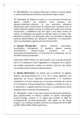 Microfibrillas: son cilindros rectos que se hallan en muchas células 
y están constituidos por proteínas. Son bastante largos y tiesos. 
Endospora O Espora: la espora es una estructura formada por 
algunas especies de bacterias Gram positivas, por 
ejemplo: Clostridium y Bacillus. Es una estructura altamente 
diferenciada cuyas características le confieren gran resistencia ante el 
medio ambiente y agentes nocivos. En ambientes hostiles sufre cambios 
estructurales y metabólicos que dan lugar a una célula interna en 
reposo, la endospora, que puede ser liberada como una espora. Son 
altamente resistentes a la desecación, calor, luz ultravioleta y agentes 
químicos (bacteriocidas). Son altamente resistentes a la desecación, 
calor, luz ultravioleta y agentes químicos bacteriocidas. 
Cuerpos Parasporales: algunas bacterias esporuladas, 
como Bacillus thuringiensis, B. popiliae y algunas especies 
de Clostridium, forman cristales proteicos en el 
esporangio simultáneamente a la formación de la endospora: son los 
llamados cuerpos parasporales. 
Cada célula madre exhibe una sola inclusión, que se puede presentar 
libre en el citoplasma, o bien englobada en el exosporio de la espora. 
Los cuerpos parasporales pueden ser amorfos, pero los más típicos 
son pseudocristales octaédricos (bipiramidales). 
Quistes Bacterianos: son células que se producen en algunas 
especies por engrosamiento de la P.C. de la célula vegetativa, por 
deposición de nuevos materiales externamente a la membrana 
citoplásmica, al mismo tiempo que se acumulan materiales de reserva 
en el citoplasma. Poseen metabolismo endógeno, y resisten al calor, a 
la desecación y a agentes químicos más que la correspondiente célula 
vegetativa (pero menos que las endosporas). 
Nucleoide: o zona en que está situado el cromosoma bacteriano, 
(que significa Similar al núcleo y también se conoce como Región 
nuclear o Cuerpo nuclear) es la región que contiene el ADN en 
el citoplasma de las células procariotas. Esta región es de forma 
irregular. Los nucleoides aislados muestran una composición de un 60% 
de ADN, 30% de ARN y 10% de proteínas. 
 