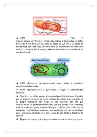 ADN: sigue el 
modelo clásico de Watson y Crick: dos hebras antiparalelas en doble 
hélice de 2 nm de diámetro, paso de rosca de 3,4 nm y 10 pares de 
nucleótidos por cada vuelta de la espiral. La mayor parte de este ADN 
está en conformación B, aunque existen zonas donde se puede dar la 
configuración Z. 
ADN Girasa: (= topoisomerasa-II) que tiende a introducir 
superhelicidad negativa. 
ADN Topoisomerasa-I: que tiende a relajar la superhelicidad 
negativa. 
Operón: se utiliza como una unidad genética funcional formada 
por un grupo o complejo de genes capaces de ejercer una regulación de 
su propia expresión por medio de los sustratos con los que 
interaccionan las proteínas codificadas por sus genes. Este complejo 
está formado por genes estructurales que codifican para la síntesis de 
proteínas (generalmente enzimas), que participan en vías metabólicas 
cuya expresión generalmente está regulada por otros 3 factores de 
control. 
Topositios: cortes que la girasa introduce en sitios del cromosoma. 
 