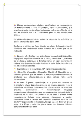 Vainas: son estructuras tubulares (ramificadas o no) compuestas de 
un heteropolímero, a base de proteína, lípido y polisacárido, que 
engloban a conjuntos de células bacilares en cadenetas o filas. La vaina 
está en contacto con la P.C subyacente, pero no hay enlaces entre 
ambas. 
En Sphaerotilus y Leptothrix las vainas se recubren de acúmulos de 
óxidos e hidróxidos de Fe y Mn. 
Conforme se dividen por fisión binaria, las células de los extremos del 
filamento van sintetizando nuevo material de la vaina que las va 
rodeando. 
Botones de Anclaje: son acúmulos de mucopolisacáridos ácidos, 
segregados en puntos concretos de la célula, a nivel de P.C., extremos 
de prostecas y pedúnculos o de tallos inertes en algún momento del 
ciclo de vida de ciertas bacterias. Facilitan la unión de las bacterias que 
los poseen a sus sustratos. 
Cromatina: es El conjunto de ADN y proteínas estructurales. 
Glicocálix, Glucocáliz, Glucocálix, Glucálix O Glicocáliz: es un 
término genérico que se refiere al material polimérico extracelular 
producido por algunas bacterias u otras células, tales como 
las epiteliales. 
La capa S (capa superficial): es la parte más externa de 
la envoltura celular bacteriana presente en muchas bacterias y en la 
mayoría de las arqueas. Consiste en una capa superficial de estructura 
cristalina bidimensional y monomolecular integrada 
por proteínas o glicoproteínas, que se autoensambla rodeando toda la 
superficie de la célula. Las proteínas de la capa S pueden diferir 
marcadamente incluso entre especies relacionadas y pueden 
representar hasta el 10-15% del contenido proteínico total de una 
célula.1 2 3Dependiendo de la especie, la capa S puede tener un grosor 
entre 5 y 25 nm y todos los poros tienen un diámetro idéntico 
comprendido entre 2 y 8 nm. 
 