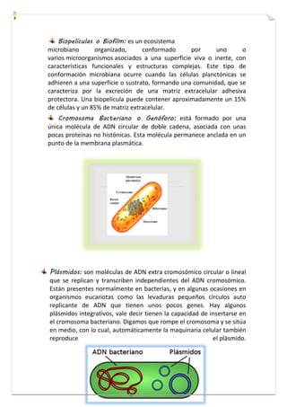 Biopelículas o Biofilm: es un ecosistema 
microbiano organizado, conformado por uno o 
varios microorganismos asociados a una superficie viva o inerte, con 
características funcionales y estructuras complejas. Este tipo de 
conformación microbiana ocurre cuando las células planctónicas se 
adhieren a una superficie o sustrato, formando una comunidad, que se 
caracteriza por la excreción de una matriz extracelular adhesiva 
protectora. Una biopelícula puede contener aproximadamente un 15% 
de células y un 85% de matriz extracelular. 
Cromosoma Bacteriano o Genóforo: está formado por una 
única molécula de ADN circular de doble cadena, asociada con unas 
pocas proteínas no histónicas. Esta molécula permanece anclada en un 
punto de la membrana plasmática. 
Plásmidos: son moléculas de ADN extra cromosómico circular o lineal 
que se replican y transcriben independientes del ADN cromosómico. 
Están presentes normalmente en bacterias, y en algunas ocasiones en 
organismos eucariotas como las levaduras pequeños círculos auto 
replicante de ADN que tienen unos pocos genes. Hay algunos 
plásmidos integrativos, vale decir tienen la capacidad de insertarse en 
el cromosoma bacteriano. Digamos que rompe el cromosoma y se sitúa 
en medio, con lo cual, automáticamente la maquinaria celular también 
reproduce el plásmido. 
 