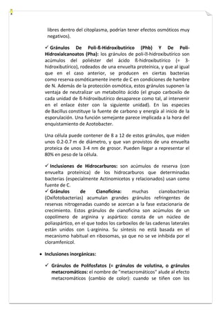 libres dentro del citoplasma, podrían tener efectos osmóticos muy 
negativos). 
 Gránulos De Poli-ß-Hidroxibutírico (Phb) Y De Poli- 
Hidroxialcanoatos (Pha): los gránulos de poli- -hidroxibutírico son 
acúmulos del poliéster del ácido ß-hidroxibutírico (= 3- 
hidroxibutírico), rodeados de una envuelta proteínica, y que al igual 
que en el caso anterior, se producen en ciertas bacterias 
como reserva osmóticamente inerte de C en condiciones de hambre 
de N. Además de la protección osmótica, estos gránulos suponen la 
ventaja de neutralizar un metabolito ácido (el grupo carboxilo de 
cada unidad de ß-hidroxibutírico desaparece como tal, al intervenir 
en el enlace éster con la siguiente unidad). En las especies 
de Bacillus constituye la fuente de carbono y energía al inicio de la 
esporulación. Una función semejante parece implicada a la hora del 
enquistamiento de Azotobacter. 
Una célula puede contener de 8 a 12 de estos gránulos, que miden 
unos 0.2-0.7 m de diámetro, y que van provistos de una envuelta 
proteica de unos 3-4 nm de grosor. Pueden llegar a representar el 
80% en peso de la célula. 
 Inclusiones de Hidrocarburos: son acúmulos de reserva (con 
envuelta proteínica) de los hidrocarburos que determinadas 
bacterias (especialmente Actinomicetos y relacionados) usan como 
fuente de C. 
 Gránulos de Cianoficina: muchas cianobacterias 
(Oxifotobacterias) acumulan grandes gránulos refringentes de 
reservas nitrogenadas cuando se acercan a la fase estacionaria de 
crecimiento. Estos gránulos de cianoficina son acúmulos de un 
copolímero de arginina y aspártico: consta de un núcleo de 
poliaspártico, en el que todos los carboxilos de las cadenas laterales 
están unidos con L-arginina. Su síntesis no está basada en el 
mecanismo habitual en ribosomas, ya que no se ve inhibida por el 
cloramfenicol. 
 Inclusiones inorgánicas: 
 Gránulos de Polifosfatos (= gránulos de volutina, o gránulos 
metacromáticos: el nombre de "metacromáticos" alude al efecto 
metacromáticos (cambio de color): cuando se tiñen con los 
 