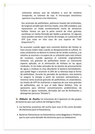 colorantes básicos azul de toluidina o azul de metileno 
envejecido, se colorean de rojo. A microscopio electrónico 
aparecen muy densos a los electrones. 
Son acúmulos de polifosfatos, polímeros lineales del ortofosfato, 
de longitud variable (por término medio, unas 500 unidades), que 
representan un modo osmóticamente inerte de almacenar 
fosfato. Parece ser que la parte central de estos gránulos 
constituye un núcleo formado por lípidos y proteínas. En algunos 
casos pueden constituir una fuente de energía, en sustitución del 
ATP (¿se trata en este caso de una especie de "fósil 
bioquímico?"). 
Se acumulan cuando algún otro nutriente distinto del fosfato se 
hace escaso (sobre todo cuando va desapareciendo el sulfato). En 
estas condiciones se detiene la síntesis de los ácidos nucleicos, y la 
volutina se acumula a la espera de su utilización para esta síntesis 
de nucleicos, cuando aparezca el nutriente originalmente 
limitante. Los gránulos de polifosfatos tienen un interesante 
aspecto aplicado, en la eliminación de fosfatos en las aguas 
residuales. En los lodos activados de las plantas de procesamiento 
de aguas y residuos es muy abundante la bacteria Acinetobacter, 
que puede llegar a acumular el 24% de su biomasa bajo la forma 
de polifosfatos. Durante los periodos de aerobiosis, esta bacteria 
se asegura la energía a partir de sustratos extracelulares, y 
mientras tanto acumula gránulos de polifosfatos; en anaerobiosis, 
los niveles de ATP los mantienen a expensas de usar esos gránulos 
de polifosfatos, por lo que el lodo libera fosfatos. Esto se 
aprovecha para eliminar concentraciones problemáticas de 
fosfatos en aguas residuales, derivadas del uso de fertilizantes y 
detergentes (proceso "Renpho"). 
Glóbulos de Azufre: las inclusiones de S aparecen en dos grupos 
de bacterias que usan sulfuro de hidrógeno (SH2): 
 Las bacterias purpúreas del azufre (que usan el SH2 como donador 
de electrones para la fotosíntesis); 
 Bacterias filamentosas no fotosintéticas como Beggiatoa o Thiothrix, 
que lo usan como donador de electrones para sus oxidaciones. 
 