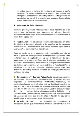 En ambos casos, el sulfuro de hidrógeno es oxidado a azufre 
elemental (S0), que en el citoplasma se acumula como glóbulos muy 
refringentes y rodeados de envuelta proteínica. Estos glóbulos son 
transitorios, ya que el S0 se reutiliza por oxidación hasta sulfato, 
cuando en el medio se agota el sulfuro. 
Inclusiones de Sales Minerales: 
Acúmulos grandes, densos y refringentes de sales insolubles de calcio 
(sobre todo carbonatos) que aparecen en algunas bacterias 
(como Achromatium), cuyo papel parece consistir en mantenerlas en el 
fondo de los lagos y ríos. 
Ficobilisomas: son estructuras supramacromoleculares, en forma 
de cilindros o bastones, adosadas a la superficie de la membrana 
tilacoidal de las Oxifotobacterias, confiriendo a ésta un típico aspecto 
"granuloso" en las micrografías electrónicas. 
Como se puede ver en el esquema, están constituidas por pilas de 
discos a partir de ficobiliproteínas, cromoproteínas que sirven como 
"antenas" para la captación de luz en la fotosíntesis de estos 
procariotas. Los grupos cromóforos son: ficocianinas, aloficocianinas y 
ficoeritrina. Como veremos oportunamente, la disposición ordenada de 
los distintos pigmentos tiene un papel central en la "canalización" de la 
energía de la luz hacia los centros de reacción (ubicados ya en plena 
membrana tilacoidal) donde se localizan los complejos fotosintéticos 
proteínas-clorofilas. 
Carboxisomas (= Cuerpos Poliédricos): estructuras presentes 
en bacterias fotoautotrofas (Oxifotobacterias y ciertas bacterias 
purpúreas) y quimioautotrofas (nitrificantes, Thiobacillus), de 
apariencia poliédrica con tendencia a esférica. Su diámetro oscila entre 
50 y 500 nm, y están rodeadas de envuelta monocapa proteínica de 
unos 3,5 nm. El interior tiene aspecto granular, debido a la acumulación 
de la enzima ribulosa-bifosfato-carboxilasa (RuBisCo, la 
carboxidismutasa, el enzima clave en el ciclo de Calvin de asimilación de 
CO2). Aunque se pensó que eran los sitos de fijación del CO2, parece 
más bien que se trata de reservas de dicha enzima. 
Vacuolas de Gas: son orgánulos muy refringentes al 
microscopio óptico, que al electrónico muestran una estructura a base 
 