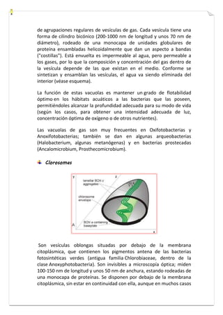 de agrupaciones regulares de vesículas de gas. Cada vesícula tiene una 
forma de cilindro bicónico (200-1000 nm de longitud y unos 70 nm de 
diámetro), rodeado de una monocapa de unidades globulares de 
proteína ensambladas helicoidalmente que dan un aspecto a bandas 
("costillas"). Está envuelta es impermeable al agua, pero permeable a 
los gases, por lo que la composición y concentración del gas dentro de 
la vesícula depende de las que existan en el medio. Conforme se 
sintetizan y ensamblan las vesículas, el agua va siendo eliminada del 
interior (véase esquema). 
La función de estas vacuolas es mantener un grado de flotabilidad 
óptimo en los hábitats acuáticos a las bacterias que las poseen, 
permitiéndoles alcanzar la profundidad adecuada para su modo de vida 
(según los casos, para obtener una intensidad adecuada de luz, 
concentración óptima de oxígeno o de otros nutrientes). 
Las vacuolas de gas son muy frecuentes en Oxifotobacterias y 
Anoxifotobacterias; también se dan en algunas arqueobacterias 
(Halobacterium, algunas metanógenas) y en bacterias prostecadas 
(Ancalomicrobium, Prosthecomicrobium). 
Clorosomas 
Son vesículas oblongas situadas por debajo de la membrana 
citoplásmica, que contienen los pigmentos antena de las bacterias 
fotosintéticas verdes (antigua familia Chlorobiaceae, dentro de la 
clase Anoxyphotobacteria). Son invisibles a microscopía óptica; miden 
100-150 nm de longitud y unos 50 nm de anchura, estando rodeadas de 
una monocapa de proteínas. Se disponen por debajo de la membrana 
citoplásmica, sin estar en continuidad con ella, aunque en muchos casos 
 