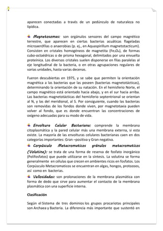 aparecen conectadas a través de un pedúnculo de naturaleza no 
lipídica. 
Magnetosomas: son orgánulos sensores del campo magnético 
terrestre, que aparecen en ciertas bacterias acuáticas flageladas 
microaerófilas o anaerobias (p. ej., en Aquaspirillum magnetotacticum). 
Consisten en cristales homogéneos de magnetita (Fe3O4), de formas 
cubo-octaédricas o de prisma hexagonal, delimitados por una envuelta 
proteínica. Los diversos cristales suelen disponerse en filas paralelas al 
eje longitudinal de la bacteria, o en otras agrupaciones regulares de 
varias unidades, hasta varias decenas. 
Fueron descubiertas en 1975, y se sabe que permiten la orientación 
magnética a las bacterias que las poseen (bacterias magnetotácticas), 
determinando la orientación de su natación. En el hemisferio Norte, el 
campo magnético está orientado hacia abajo, y en el sur hacia arriba. 
Las bacterias magnetotácticas del hemisferio septentrional se orientan 
al N, y las del meridional, al S. Por consiguiente, cuando las bacterias 
son removidas de los fondos donde viven, por magnetotaxia pueden 
volver al fondo, que es donde encuentran las concentraciones de 
oxígeno adecuadas para su modo de vida. 
Envoltura Celular Bacteriana: comprende la membrana 
citoplasmática y la pared celular más una membrana externa, si esta 
existe. La mayoría de las envolturas celulares bacterianas caen en dos 
categorías importantes: Gran –positiva y Gran negativa. 
Corpúsculo Metacromaticos gránulos metacromaticos 
(Volutina): se trata de una forma de reserva de fosfato inorgánico 
(Polifosfatos) que puede utilizarse en la síntesis. La volutina se forma 
generalmente en células que crecen en ambientes ricos en fosfatos. Los 
Corpúsculo Metacromaticos se encuentran en algas, hongos, protozoos, 
así como en bacterias. 
Vellosidades: son prolonaciones de la membrana plasmática con 
forma de dedo que sirve para aumentar el contacto de la membrana 
plasmática con una superficie interna. 
Clasificación 
Según el Sistema de tres dominios los grupos procariotas principales 
son Archaea y Bacteria. La diferencia más importante que sustentó en 
 