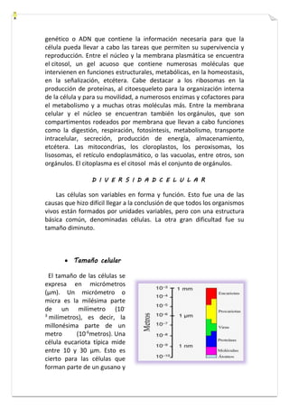 genético o ADN que contiene la información necesaria para que la 
célula pueda llevar a cabo las tareas que permiten su supervivencia y 
reproducción. Entre el núcleo y la membrana plasmática se encuentra 
el citosol, un gel acuoso que contiene numerosas moléculas que 
intervienen en funciones estructurales, metabólicas, en la homeostasis, 
en la señalización, etcétera. Cabe destacar a los ribosomas en la 
producción de proteínas, al citoesqueleto para la organización interna 
de la célula y para su movilidad, a numerosos enzimas y cofactores para 
el metabolismo y a muchas otras moléculas más. Entre la membrana 
celular y el núcleo se encuentran también los orgánulos, que son 
compartimentos rodeados por membrana que llevan a cabo funciones 
como la digestión, respiración, fotosíntesis, metabolismo, transporte 
intracelular, secreción, producción de energía, almacenamiento, 
etcétera. Las mitocondrias, los cloroplastos, los peroxisomas, los 
lisosomas, el retículo endoplasmático, o las vacuolas, entre otros, son 
orgánulos. El citoplasma es el citosol más el conjunto de orgánulos. 
D I V E R S I D A D C E L U L A R 
Las células son variables en forma y función. Esto fue una de las 
causas que hizo difícil llegar a la conclusión de que todos los organismos 
vivos están formados por unidades variables, pero con una estructura 
básica común, denominadas células. La otra gran dificultad fue su 
tamaño diminuto. 
 Tamaño celular 
El tamaño de las células se 
expresa en micrómetros 
(μm). Un micrómetro o 
micra es la milésima parte 
de un milímetro (10- 
3 milímetros), es decir, la 
millonésima parte de un 
metro (10-6metros). Una 
célula eucariota típica mide 
entre 10 y 30 μm. Esto es 
cierto para las células que 
forman parte de un gusano y 
 