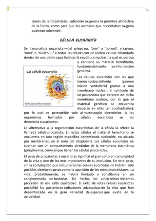 través de la fotosíntesis, suficiente oxígeno a la primitiva atmósfera 
de la Tierra, como para que los animales que necesitaban oxígeno 
pudieran sobrevivir. 
CÉLULA EUCARIOTA 
Se llama célula eucariota —del griego eu, ‘bien’ o ‘normal’, y karyon, 
‘nuez’ o ‘núcleo’—1 a todas las células con un núcleo celular delimitado 
dentro de una doble capa lipídica: la envoltura nuclear, la cual es porosa 
y contiene su material hereditario, 
fundamentalmente su información 
genética. 
Las células eucariotas son las que 
tienen núcleo definido (poseen 
núcleo verdadero) gracias a una 
membrana nuclear, al contrario de 
las procariotas que carecen de dicha 
membrana nuclear, por lo que el 
material genético se encuentra 
disperso en ellas (en sucitoplasma), 
por lo cual es perceptible solo al microscopio electrónico. A los 
organismos formados por células eucariotas se les 
denomina eucariontes. 
La alternativa a la organización eucarióticas de la célula la ofrece la 
llamada célula procariota. En estas células el material hereditario se 
encuentra en una región específica denominada nucleoide, no aislada 
por membranas, en el seno del citoplasma. Las células eucariotas no 
cuentan con un compartimento alrededor de la membrana plasmática 
(periplasma), como el que tienen las células procariotas. 
El paso de procariotas a eucariotas significó el gran salto en complejidad 
de la vida y uno de los más importantes de su evolución. Sin este paso, 
sin la complejidad que adquirieron las células eucariotas no habrían sido 
posibles ulteriores pasos como la aparición de los seres pluricelulares. La 
vida, probablemente, se habría limitado a constituirse en un 
conglomerado de bacterias. De hecho, los cinco reinos restantes 
proceden de ese salto cualitativo. El éxito de estas células eucariotas 
posibilitó las posteriores radiaciones adaptativas de la vida que han 
desembocado en la gran variedad de especies que existe en la 
actualidad. 
 