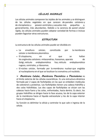 CÉLULAS ANIMALES 
Las células animales componen los tejidos de los animales y se distinguen 
de las células vegetales en que carecen de paredes celulares y 
de cloroplastos y poseen centriolos y vacuolas más pequeñas y, 
generalmente, más abundantes. Debido a la carencia de pared celular 
rígida, las células animales pueden adoptar variedad de formas e incluso 
pueden fagocitar otras estructuras. 
ESTRUCTURA 
La estructura de las células animales puede ser dividida en: 
 La envoltura celular, constituida por la membrana 
celular o membrana plasmática. 
 El citoplasma, en el que se hallan 
los orgánulos celulares: mitocondrias, lisosomas, aparato de 
Golgi, retículo endoplasmático liso, retículo endoplasmático 
rugoso, centriolos, y ribosomas. 
 El núcleo celular, formado por la membrana nuclear que engloba 
al nucleoplasma en el que se localizan la cromatina y el nucléolo. 
 Membrana Celular, Membrana Plasmática o Plasmalema: es 
el límite externo de las células eucarióticas. Es una estructura dinámica 
formada por 2 capas de fosfolípidos en las que se embeben moléculas 
de colesterol y proteínas. Los fosfolípidos tienen una cabeza hidrófila y 
dos colas hidrófobas. Las dos capas de fosfolípidos se sitúan con las 
cabezas hacia fuera y las colas, enfrentadas, hacia dentro. Es decir, los 
grupos hidrófilos se dirigen hacia la fase acuosa, los de la capa exterior 
de la membrana hacia el líquido extracelular y los de la capa interior 
hacia el citoplasma. 
Su función es delimitar la célula y controlar lo que sale e ingresa de la 
célula. 
 