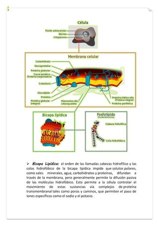  Bicapa Lipídica: el orden de las llamadas cabezas hidrofílico y las 
colas hidrofóbico de la bicapa lipídica impide que solutos polares, 
como sales minerales, agua, carbohidratos y proteínas, difundan a 
través de la membrana, pero generalmente permite la difusión pasiva 
de las moléculas hidrofóbico. Esto permite a la célula controlar el 
movimiento de estas sustancias vía complejos de proteína 
transmembranal tales como poros y caminos, que permiten el paso de 
iones específicos como el sodio y el potasio. 
 