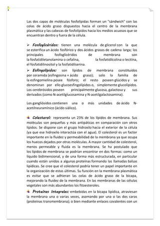 Las dos capas de moléculas fosfolípidas forman un "sándwich" con las 
colas de ácido graso dispuestos hacia el centro de la membrana 
plasmática y las cabezas de fosfolípidos hacia los medios acuosos que se 
encuentran dentro y fuera de la célula. 
 Fosfoglicéridos: tienen una molécula de glicerol con la que 
se esterifica un ácido fosfórico y dos ácidos grasos de cadena larga; los 
principales fosfoglicéridos de membrana son 
la fosfatidiletanolamina o cefalina, la fosfatidilcolina o lecitina, 
el fosfatidilinositol y la fosfatidilserina. 
 Esfingolípidos: son lípidos de membrana constituidos 
por ceramida (esfingosina + ácido graso); solo la familia de 
la esfingomielina posee fósforo; el resto poseen glúcidos y se 
denominan por ello glucoesfingolípidos o, simplemente glucolípidos. 
Los cerebrósidos poseen principalmente glucosa, galactosa y sus 
derivados (como N-acetilglucosamina y N-acetilgalactosamina). 
Los gangliósidos contienen una o más unidades de ácido N-acetilneuramínico 
(ácido siálico). 
Colesterol: representa un 23% de los lípidos de membrana. Sus 
moléculas son pequeñas y más antipáticas en comparación con otros 
lípidos. Se dispone con el grupo hidroxilo hacia el exterior de la célula 
(ya que ese hidroxilo interactúa con el agua). El colesterol es un factor 
importante en la fluidez y permeabilidad de la membrana ya que ocupa 
los huecos dejados por otras moléculas. A mayor cantidad de colesterol, 
menos permeable y fluida es la membrana. Se ha postulado que 
los lípidos de membrana se podrían encontrar en dos formas: como un 
líquido bidimensional, y de una forma más estructurada, en particular 
cuando están unidos a algunas proteínas formando las llamadas balsas 
lipídicas. Se cree que el colesterol podría tener un papel importante en 
la organización de estas últimas. Su función en la membrana plasmática 
es evitar que se adhieran las colas de ácido graso de la bicapa, 
mejorando la fluidez de la membrana. En las membranas de las células 
vegetales son más abundantes los fitoesteroles. 
Proteínas Integrales: embebidas en la bicapa lipídica, atraviesan 
la membrana una o varias veces, asomando por una o las dos caras 
(proteínas transmembrana); o bien mediante enlaces covalentes con un 
 