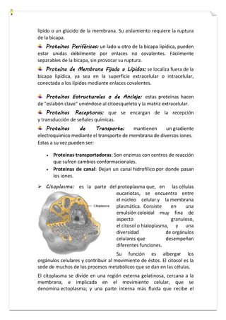 lípido o un glúcido de la membrana. Su aislamiento requiere la ruptura 
de la bicapa. 
Proteínas Periféricas: un lado u otro de la bicapa lipídica, pueden 
estar unidas débilmente por enlaces no covalentes. Fácilmente 
separables de la bicapa, sin provocar su ruptura. 
Proteína de Membrana Fijada a Lípidos: se localiza fuera de la 
bicapa lipídica, ya sea en la superficie extracelular o intracelular, 
conectada a los lípidos mediante enlaces covalentes. 
Proteínas Estructurales o de Anclaje: estas proteínas hacen 
de "eslabón clave" uniéndose al citoesqueleto y la matriz extracelular. 
Proteínas Receptoras: que se encargan de la recepción 
y transducción de señales químicas. 
Proteínas de Transporte: mantienen un gradiente 
electroquímico mediante el transporte de membrana de diversos iones. 
Estas a su vez pueden ser: 
 Proteínas transportadoras: Son enzimas con centros de reacción 
que sufren cambios conformacionales. 
 Proteínas de canal: Dejan un canal hidrofílico por donde pasan 
los iones. 
 Citoplasma: es la parte del protoplasma que, en las células 
eucariotas, se encuentra entre 
el núcleo celular y la membrana 
plasmática. Consiste en una 
emulsión coloidal muy fina de 
aspecto granuloso, 
el citosol o hialoplasma, y una 
diversidad de orgánulos 
celulares que desempeñan 
diferentes funciones. 
Su función es albergar los 
orgánulos celulares y contribuir al movimiento de éstos. El citosol es la 
sede de muchos de los procesos metabólicos que se dan en las células. 
El citoplasma se divide en una región externa gelatinosa, cercana a la 
membrana, e implicada en el movimiento celular, que se 
denomina ectoplasma; y una parte interna más fluida que recibe el 
 