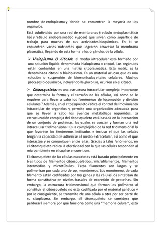 nombre de endoplasma y donde se encuentran la mayoría de los 
orgánulos. 
Está subdividido por una red de membranas (retículo endoplasmático 
liso y retículo endoplasmático rugoso) que sirven como superficie de 
trabajo para muchas de sus actividades bioquímicas. En él se 
encuentran varios nutrientes que lograron atravesar la membrana 
plasmática, llegando de esta forma a los orgánulos de la célula. 
 Hialoplasma O Citosol: el medio intracelular está formado por 
una solución líquida denominada hialoplasma o citosol. Los orgánulos 
están contenidos en una matriz citoplasmática. Esta matriz es la 
denominada citosol o hialoplasma. Es un material acuoso que es una 
solución o suspensión de biomoléculas vitales celulares. Muchos 
procesos bioquímicos, incluyendo la glucólisis, ocurren en el citosol. 
 Citoesqueleto: es una estructura intracelular compleja importante 
que determina la forma y el tamaño de las células, así como se le 
requiere para llevar a cabo los fenómenos de locomoción y división 
celulares.5 Además, en el citoesqueleto radica el control del movimiento 
intracelular de organelos y permite una organización adecuada para 
que se lleven a cabo los eventos metabólicos requeridos. La 
estructuración compleja del citoesqueleto está basada en la interacción 
de un conjunto de proteínas, las cuales se asocian y forman una red 
intracelular tridimensional. Es la complejidad de la red tridimensional lo 
que favorece los fenómenos indicados e incluso el que las células 
tengan la capacidad de adherirse al medio extracelular, así como el que 
interactúe y se comuniquen entre ellas. Gracias a tales fenómenos, en 
el citoesqueleto radica la efectividad con la que las células responden al 
microambiente en el cual se encuentran. 
El citoesqueleto de las células eucariotas está basado principalmente en 
tres tipos de filamentos citoesqueléticos: microfilamentos, filamentos 
intermedios y microtúbulos. Estos filamentos son largos y se 
polimerizan por cada uno de sus monómeros. Los monómeros de cada 
filamento están codificados por los genes y las células los sintetizan de 
forma constitutiva en niveles basales de expresión de proteínas. Sin 
embargo, la estructura tridimensional que forman los polímeros al 
constituir el citoesqueleto no está codificada por el material genético y 
por lo consiguiente, se transmite de una célula a otra por ser parte de 
su citoplasma. Sin embargo, el citoesqueleto se considera que 
perdurará siempre por que funciona como una “memoria celular”, esto 
 