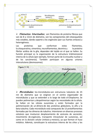  Filamentos Intermedios: son filamentos de proteína fibrosa que 
van de 8 a 11nm de diámetro, son los componentes del citoesqueleto 
más estables, dando soporte a los orgánulos (por sus fuertes enlaces) y 
heterogéneos. 
Las proteínas que conforman estos filamentos, 
la citoqueratina, vimentina, neurofilamentos, desmina y la proteína 
fibrilar acídica de la glía, dependen del tejido en el que se hallen. Su 
función principal es la organización de la estructura tridimensional 
interna de la célula (por ejemplo, forman parte de la envuelta nuclear y 
de los sarcómeros). También participan en algunas uniones 
intercelulares (desmosomas). 
 Microtúbulos: los microtúbulos son estructuras tubulares de 25 
nm de diámetro que se originan en el centro organizador de 
microtúbulos y que se extienden a lo largo de todo el Citoplasma. Se 
pueden polimerizar y despolimerizar según las necesidades de la célula. 
Se hallan en las células eucariotas y están formados por la 
polimerización de un dímero de dos proteínas globulares, la alfa y la 
beta tubulina. Cada microtúbulo está compuesto de 13 protofilamentos 
formados por los dímeros de tubulina. Intervienen en diversos procesos 
celulares que involucran desplazamiento de vesículas de secreción, 
movimiento de orgánulos, transporte intracelular de sustancias, así 
como en la división celular (mitosis y meiosis), ya que forman el huso 
mitótico. Además, constituyen la estructura interna de los cilios y los 
 