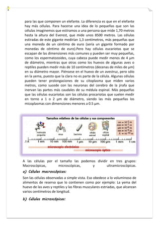 para las que componen un elefante. La diferencia es que en el elefante 
hay más células. Para hacerse una idea de lo pequeñas que son las 
células imaginemos que estiramos a una persona que mide 1,70 metros 
hasta la altura del Everest, que mide unos 8500 metros. Las células 
estiradas de este gigante medirían 1,3 centímetros, más pequeñas que 
una moneda de un céntimo de euro (sería un gigante formado por 
monedas de céntimo de euro).Pero hay células eucariotas que se 
escapan de las dimensiones más comunes y pueden ser muy pequeñas, 
como los espermatozoides, cuya cabeza puede medir menos de 4 μm 
de diámetro, mientras que otras como los huevos de algunas aves o 
reptiles pueden medir más de 10 centímetros (decenas de miles de μm) 
en su diámetro mayor. Piénsese en el huevo de un avestruz, pero sólo 
en la yema, puesto que la clara no es parte de la célula. Algunas células 
pueden tener prolongaciones de su citoplasma que miden varios 
metros, como sucede con las neuronas del cerebro de la jirafa que 
inervan las partes más caudales de su médula espinal. Más pequeñas 
que las células eucariotas son las células procariotas que suelen medir 
en torno a 1 o 2 μm de diámetro, siendo las más pequeñas los 
micoplasmas con dimensiones menores a 0.5 μm. 
A las células por el tamaño las podemos dividir en tres grupos: 
Macroscópicas, microscópicas, y ultramicroscópicas. 
a) Células macroscópicas: 
Son las células observadas a simple vista. Eso obedece a lo voluminoso de 
alimentos de reserva que lo contienen como por ejemplo: La yema del 
huevo de las aves y reptiles y las fibras musculares estriadas, que alcanzan 
varios centímetros de longitud. 
b) Células microscópicas: 
 