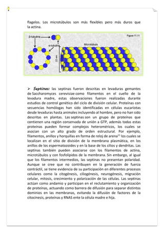 flagelos. Los microtúbulos son más flexibles pero más duros que 
la actina. 
 Septinas: las septinas fueron descritas en levaduras gemantes 
de Saccharomyces cerevisiae como filamentos en el cuello de la 
levadura madre, estas observaciones fueron realizadas durante 
estudios de control genético del ciclo de división celular. Proteínas con 
secuencias homólogas han sido identificadas en células eucariotas 
desde levaduras hasta animales incluyendo al hombre, pero no han sido 
descritas en plantas. Las septinas son un grupo de proteínas que 
contienen una región conservada de unión a GTP, además todas estas 
proteínas pueden formar complejos heteroméricos, los cuales se 
asocian con un alto grado de orden estructural. Por ejemplo, 
filamentos, anillos y horquillas en forma de reloj de arena11 los cuales se 
localizan en el sitio de división de la membrana plasmática, en los 
anillos de los espermatozoides y en la base de los cilios y dendritas. Las 
septinas también pueden asociarse con los filamentos de actina, 
microtúbulos y con fosfolípidos de la membrana. Sin embargo, al igual 
que los filamentos intermedios, las septinas no presentan polaridad. 
Aunque se cree que no contribuyen en la generación de fuerza 
contráctil, se tiene evidencia de su participación en diferentes procesos 
celulares como la citogénesis, ciliogénesis, neurogénesis, migración 
celular, mitosis, crecimiento y polarización de las células. Las septinas 
actúan como andamio y participan en el reclutamiento y organización 
de proteínas, actuando como barrera de difusión para separar distintos 
dominios en las membranas, evitando la difusión de factores de la 
citocinesis, proteínas y RNAS ente la célula madre e hija. 
 