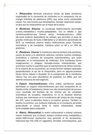  Mitocondria: diminuta estructura celular de doble membrana 
responsable de la conversión de nutrientes en el compuesto rico en 
energía trifosfato de adenosina (ATP), que actúa como combustible 
celular. Por esta función que desempeñan, llamada respiración celular, 
se dice que las mitocondrias son el motor de la célula. 
Membrana Externa: es una bicapa lipídica exterior permeable 
a iones, metabolitos y muchos polipéptidos. Eso es debido a que 
contiene proteínas que forman poros, llamadas porinas o VDAC 
(de canal aniónico dependiente de voltaje), que permiten el paso de 
grandes moléculas de hasta 5.000 dalton y un diámetro aproximado de 
20 Å. La membrana externa realiza relativamente pocas funciones 
enzimáticas o de transporte. Contiene entre un 60 y un 70% de 
proteínas. 
Membrana Interna: la membrana interna contiene más proteínas, 
carece de poros y es altamente selectiva; contiene muchos complejos 
enzimáticos y sistemas de transporte transmembrana, que están 
implicados en la translocación de moléculas. Esta membrana forma 
invaginaciones o pliegues llamados crestas mitocondriales, que 
aumentan mucho la superficie para el asentamiento de dichas enzimas. 
En la mayoría de los eucariontes, las crestas forman tabiques aplanados 
perpendiculares al eje de la mitocondria, pero en algunos protistas 
tienen forma tubular o discoidal. En la composición de la membrana 
interna hay una gran abundancia de proteínas (un 80%), que son 
además exclusivas de este orgánulo. 
Espacio Intermembranoso: entre ambas membranas queda 
delimitado un espacio intermembranoso que está compuesto de un 
líquido similar al hialoplasma; tienen una alta concentración de protones 
como resultado del bombeo de los mismos por los complejos 
enzimáticos de la cadena respiratoria. En él se localizan diversas 
enzimas que intervienen en la transferencia del enlace de alta energía 
del ATP, como la adenilato kinasa o la creatina quinasa. También se 
localiza la carnitina, una molécula implicada en el transporte de ácidos 
grasos desde el citosol hasta la matriz mitocondrial, donde 
serán oxidados (beta-oxidación). 
Matriz Mitocondrial: la matriz mitocondrial o mitosol contiene 
menos moléculas que el citosol, aunque contiene iones, metabolitos a 
oxidar, ADN circular bicatenario muy parecido al de las bacterias, 
ribosomas tipo 55S (70S en vegetales), llamados mitorribosomas, que 
 