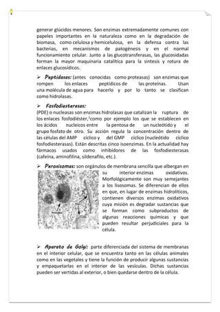 generar glúcidos menores. Son enzimas extremadamente comunes con 
papeles importantes en la naturaleza como en la degradación de 
biomasa, como celulosa y hemicelulosa, en la defensa contra las 
bacterias, en mecanismos de patogénesis y en el normal 
funcionamiento celular. Junto a las glucotransferasas, las glucosidadas 
forman la mayor maquinaria catalítica para la síntesis y rotura de 
enlaces glucosídicos. 
 Peptidasas: (antes conocidas como proteasas) son enzimas que 
rompen los enlaces peptídicos de las proteínas. Usan 
una molécula de agua para hacerlo y por lo tanto se clasifican 
como hidrolasas. 
 Fosfodiesterasas: 
(PDE) o nucleasas son enzimas hidrolasas que catalizan la ruptura de 
los enlaces fosfodiéster,1como por ejemplo los que se establecen en 
los ácidos nucleicos entre la pentosa de un nucleótido y el 
grupo fosfato de otro. Su acción regula la concentración dentro de 
las células del AMP cíclico y del GMP cíclico (nucleótido cíclico 
fosfodiesterasas). Están descritas cinco isoenzimas. En la actualidad hay 
fármacos usados como inhibidores de las fosfodiesterasas 
(cafeína, aminofilina, sildenafilo, etc.). 
 Peroxisomas: son orgánulos de membrana sencilla que albergan en 
su interior enzimas oxidativos. 
Morfológicamente son muy semejantes 
a los lisosomas. Se diferencian de ellos 
en que, en lugar de enzimas hidrolíticos, 
contienen diversos enzimas oxidativos 
cuya misión es degradar sustancias que 
se forman como subproductos de 
algunas reacciones químicas y que 
pueden resultar perjudiciales para la 
célula. 
 Aparato de Golgi: parte diferenciada del sistema de membranas 
en el interior celular, que se encuentra tanto en las células animales 
como en las vegetales y tiene la función de producir algunas sustancias 
y empaquetarlas en el interior de las vesículas. Dichas sustancias 
pueden ser vertidas al exterior, o bien quedarse dentro de la célula. 
 