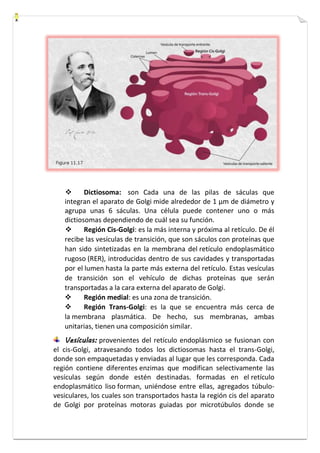  Dictiosoma: son Cada una de las pilas de sáculas que 
integran el aparato de Golgi mide alrededor de 1 μm de diámetro y 
agrupa unas 6 sáculas. Una célula puede contener uno o más 
dictiosomas dependiendo de cuál sea su función. 
 Región Cis-Golgi: es la más interna y próxima al retículo. De él 
recibe las vesículas de transición, que son sáculos con proteínas que 
han sido sintetizadas en la membrana del retículo endoplasmático 
rugoso (RER), introducidas dentro de sus cavidades y transportadas 
por el lumen hasta la parte más externa del retículo. Estas vesículas 
de transición son el vehículo de dichas proteínas que serán 
transportadas a la cara externa del aparato de Golgi. 
 Región medial: es una zona de transición. 
 Región Trans-Golgi: es la que se encuentra más cerca de 
la membrana plasmática. De hecho, sus membranas, ambas 
unitarias, tienen una composición similar. 
Vesículas: provenientes del retículo endoplásmico se fusionan con 
el cis-Golgi, atravesando todos los dictiosomas hasta el trans-Golgi, 
donde son empaquetadas y enviadas al lugar que les corresponda. Cada 
región contiene diferentes enzimas que modifican selectivamente las 
vesículas según donde estén destinadas. formadas en el retículo 
endoplasmático liso forman, uniéndose entre ellas, agregados túbulo-vesiculares, 
los cuales son transportados hasta la región cis del aparato 
de Golgi por proteínas motoras guiadas por microtúbulos donde se 
 