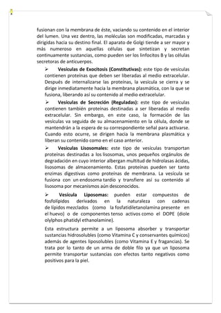 fusionan con la membrana de éste, vaciando su contenido en el interior 
del lumen. Una vez dentro, las moléculas son modificadas, marcadas y 
dirigidas hacia su destino final. El aparato de Golgi tiende a ser mayor y 
más numeroso en aquellas células que sintetizan y secretan 
continuamente sustancias, como pueden ser los linfocitos B y las células 
secretoras de anticuerpos. 
 Vesículas de Exocitosis (Constitutivas): este tipo de vesículas 
contienen proteínas que deben ser liberadas al medio extracelular. 
Después de internalizarse las proteínas, la vesícula se cierra y se 
dirige inmediatamente hacia la membrana plasmática, con la que se 
fusiona, liberando así su contenido al medio extracelular. 
 Vesículas de Secreción (Reguladas): este tipo de vesículas 
contienen también proteínas destinadas a ser liberadas al medio 
extracelular. Sin embargo, en este caso, la formación de las 
vesículas va seguida de su almacenamiento en la célula, donde se 
mantendrán a la espera de su correspondiente señal para activarse. 
Cuando esto ocurre, se dirigen hacia la membrana plasmática y 
liberan su contenido como en el caso anterior. 
 Vesículas Lisosomales: este tipo de vesículas transportan 
proteínas destinadas a los lisosomas, unos pequeños orgánulos de 
degradación en cuyo interior albergan multitud de hidrolasas ácidas, 
lisosomas de almacenamiento. Estas proteínas pueden ser tanto 
enzimas digestivas como proteínas de membrana. La vesícula se 
fusiona con un endosoma tardío y transfiere así su contenido al 
lisosoma por mecanismos aún desconocidos. 
 Vesícula Liposomas: pueden estar compuestos de 
fosfolípidos derivados en la naturaleza con cadenas 
de lípidos mezclados (como la fosfatidiletanolamina presente en 
el huevo) o de componentes tenso activos como el DOPE (diole 
olylphos phatidyl ethanolamine). 
Esta estructura permite a un liposoma absorber y transportar 
sustancias hidrosolubles (como Vitamina C y conservantes químicos) 
además de agentes liposolubles (como Vitamina E y fragancias). Se 
trata por lo tanto de un arma de doble filo ya que un liposoma 
permite transportar sustancias con efectos tanto negativos como 
positivos para la piel. 
 