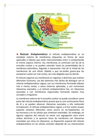 Retículo Endoplasmático: el retículo endoplasmático es un 
complejo sistema de membranas dispuestas en forma de sacos 
aplanados y túbulos que están interconectados entre sí compartiendo 
el mismo espacio interno. Sus membranas se continúan con las de la 
envuelta nuclear y se pueden extender hasta las proximidades de la 
membrana plasmática, llegando a representar más de la mitad de las 
membranas de una célula. Debido a que los ácidos grasos que las 
componen suelen ser más cortos, son más delgadas que las demás. 
El retículo organiza sus membranas en regiones o dominios que realizan 
diferentes funciones. Los dos dominios más fáciles de distinguir son el 
retículo endoplasmático rugoso, con sus membranas formando túbulos 
más o menos rectos, a veces cisternas aplanadas, y con numerosos 
ribosomas asociados, y el retículo endoplasmático liso, sin ribosomas 
asociados y con membranas organizadas formando túbulos muy 
curvados e irregulares. 
La membrana externa de la envuelta nuclear se puede considerar como 
parte del retículo endoplasmático puesto que es una continuación física 
de él y se pueden observar ribosomas asociados a ella realizando 
la traducción. El retículo endoplasmático rugoso y el liso suelen ocupar 
espacios celulares diferentes como ocurre en los hepatocitos, en 
las neuronas y en las células que sintetizan esteroides. Sin embargo, en 
algunas regiones del retículo no existe una segregación clara entre 
ambos dominios y se aprecian áreas de membrana con ribosomas 
mezcladas con otras sin ribosomas. La disposición espacial del retículo 
endoplasmático en las células animales depende de sus interacciones 
 