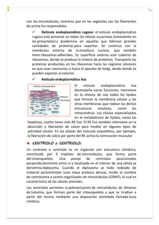 con los microtúbulos, mientras que en las vegetales son los filamentos 
de actina los responsables. 
 Retículo endoplasmático rugoso: el retículo endoplasmático 
rugoso está presente en todas las células eucariotas (inexistente en 
las procariotas) y predomina en aquellas que fabrican grandes 
cantidades de proteínas para exportar. Se continúa con la 
membrana externa de la envoltura nuclear, que también 
tiene ribosomas adheridos. Su superficie externa está cubierta de 
ribosomas, donde se produce la síntesis de proteínas. Transporta las 
proteínas producidas en los ribosomas hacia las regiones celulares 
en que sean necesarias o hacia el aparato de Golgi, desde donde se 
pueden exportar al exterior. 
 Retículo endoplasmático liso 
El retículo endoplasmático liso 
desempeña varias funciones. Interviene 
en la síntesis de casi todos los lípidos 
que forman la membrana celular y las 
otras membranas que rodean las demás 
estructuras celulares, como las 
mitocondrias. Las células especializadas 
en el metabolismo de lípidos, como las 
hepáticas, suelen tener más RE liso. El RE liso también interviene en la 
absorción y liberación de calcio para mediar en algunos tipos de 
actividad celular. En las células del músculo esquelético, por ejemplo, 
la liberación de calcio por parte del RE activa la contracción muscular. 
CENTRIOLO o CENTRIOLO: 
Un centriolo o centriolo es un orgánulo con estructura cilíndrica, 
constituido por 9 tripletes de microtúbulos, que forma parte 
del citoesqueleto. Una pareja de centriolos posicionados 
perpendicularmente entre sí y localizada en el interior de una célula se 
denomina diplosoma. Cuando el diplosoma se halla rodeado de 
material pericentriolar (una masa proteica densa), recibe el nombre 
de centrosoma o centro organizador de microtúbulos (COMT), el cual es 
característico de las células animales. 
Los centriolos permiten la polimerización de microtúbulos de dímeros 
de tubulina, que forman parte del citoesqueleto y que se irradian a 
partir del mismo mediante una disposición estrellada llamada huso 
mitótico. 
 