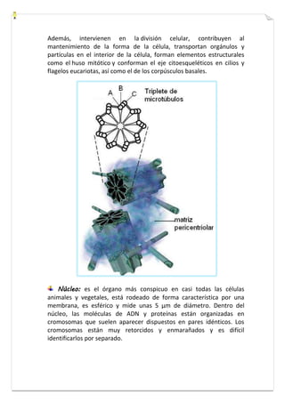 Además, intervienen en la división celular, contribuyen al 
mantenimiento de la forma de la célula, transportan orgánulos y 
partículas en el interior de la célula, forman elementos estructurales 
como el huso mitótico y conforman el eje citoesqueléticos en cilios y 
flagelos eucariotas, así como el de los corpúsculos basales. 
Núcleo: es el órgano más conspicuo en casi todas las células 
animales y vegetales, está rodeado de forma característica por una 
membrana, es esférico y mide unas 5 μm de diámetro. Dentro del 
núcleo, las moléculas de ADN y proteínas están organizadas en 
cromosomas que suelen aparecer dispuestos en pares idénticos. Los 
cromosomas están muy retorcidos y enmarañados y es difícil 
identificarlos por separado. 
 