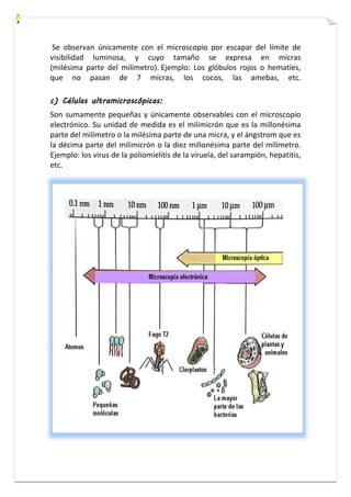 Se observan únicamente con el microscopio por escapar del límite de 
visibilidad luminosa, y cuyo tamaño se expresa en micras 
(milésima parte del milímetro). Ejemplo: Los glóbulos rojos o hematíes, 
que no pasan de 7 micras, los cocos, las amebas, etc. 
c) Células ultramicroscópicas: 
Son sumamente pequeñas y únicamente observables con el microscopio 
electrónico. Su unidad de medida es el milimicrón que es la millonésima 
parte del milímetro o la milésima parte de una micra, y el ángstrom que es 
la décima parte del milimicrón o la diez millonésima parte del milímetro. 
Ejemplo: los virus de la poliomielitis de la viruela, del sarampión, hepatitis, 
etc. 
 