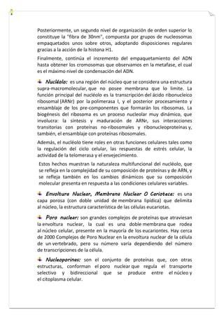 Posteriormente, un segundo nivel de organización de orden superior lo 
constituye la "fibra de 30nm", compuesta por grupos de nucleosomas 
empaquetados unos sobre otros, adoptando disposiciones regulares 
gracias a la acción de la histona H1. 
Finalmente, continúa el incremento del empaquetamiento del ADN 
hasta obtener los cromosomas que observamos en la metafase, el cual 
es el máximo nivel de condensación del ADN. 
Nucléolo: es una región del núcleo que se considera una estructura 
supra-macromolecular, que no posee membrana que lo limite. La 
función principal del nucléolo es la transcripción del ácido ribonucleico 
ribosomal (ARNr) por la polimerasa I, y el posterior procesamiento y 
ensamblaje de los pre-componentes que formarán los ribosomas. La 
biogénesis del ribosoma es un proceso nucleolar muy dinámico, que 
involucra: la síntesis y maduración de ARNr, sus interacciones 
transitorias con proteínas no-ribosomales y ribonucleoproteínas y, 
también, el ensamblaje con proteínas ribosomales. 
Además, el nucléolo tiene roles en otras funciones celulares tales como 
la regulación del ciclo celular, las respuestas de estrés celular, la 
actividad de la telomerasa y el envejecimiento. 
Estos hechos muestran la naturaleza multifuncional del nucléolo, que 
se refleja en la complejidad de su composición de proteínas y de ARN, y 
se refleja también en los cambios dinámicos que su composición 
molecular presenta en respuesta a las condiciones celulares variables. 
Envoltura Nuclear, Membrana Nuclear O Carioteca: es una 
capa porosa (con doble unidad de membrana lipídica) que delimita 
al núcleo, la estructura característica de las células eucariotas. 
Poro nuclear: son grandes complejos de proteínas que atraviesan 
la envoltura nuclear, la cual es una doble membrana que rodea 
al núcleo celular, presente en la mayoría de los eucariontes. Hay cerca 
de 2000 Complejos de Poro Nuclear en la envoltura nuclear de la célula 
de un vertebrado, pero su número varía dependiendo del número 
de transcripciones de la célula. 
Nucleoporinas: son el conjunto de proteínas que, con otras 
estructuras, conforman el poro nuclear que regula el transporte 
selectivo y bidireccional que se produce entre el núcleo y 
el citoplasma celular. 
 
