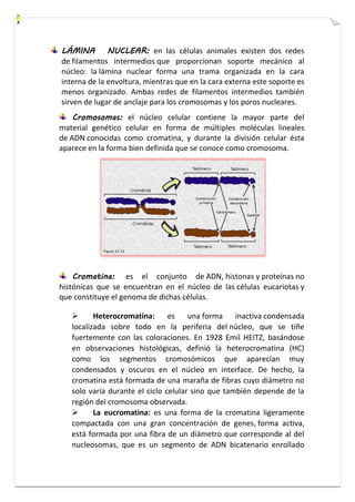 LÁMINA NUCLEAR: en las células animales existen dos redes 
de filamentos intermedios que proporcionan soporte mecánico al 
núcleo: la lámina nuclear forma una trama organizada en la cara 
interna de la envoltura, mientras que en la cara externa este soporte es 
menos organizado. Ambas redes de filamentos intermedios también 
sirven de lugar de anclaje para los cromosomas y los poros nucleares. 
Cromosomas: el núcleo celular contiene la mayor parte del 
material genético celular en forma de múltiples moléculas lineales 
de ADN conocidas como cromatina, y durante la división celular ésta 
aparece en la forma bien definida que se conoce como cromosoma. 
Cromatina: es el conjunto de ADN, histonas y proteínas no 
histónicas que se encuentran en el núcleo de las células eucariotas y 
que constituye el genoma de dichas células. 
 Heterocromatina: es una forma inactiva condensada 
localizada sobre todo en la periferia del núcleo, que se tiñe 
fuertemente con las coloraciones. En 1928 Emil HEITZ, basándose 
en observaciones histológicas, definió la heterocromatina (HC) 
como los segmentos cromosómicos que aparecían muy 
condensados y oscuros en el núcleo en interface. De hecho, la 
cromatina está formada de una maraña de fibras cuyo diámetro no 
solo varía durante el ciclo celular sino que también depende de la 
región del cromosoma observada. 
 La eucromatina: es una forma de la cromatina ligeramente 
compactada con una gran concentración de genes, forma activa, 
está formada por una fibra de un diámetro que corresponde al del 
nucleosomas, que es un segmento de ADN bicatenario enrollado 
 