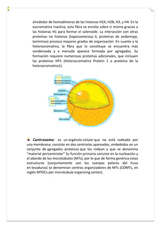 alrededor de homodímeros de las histonas H2A, H2B, H3, y H4. En la 
eucromatina inactiva, esta fibra se enrolla sobre sí misma gracias a 
las histonas H1 para formar el solenoide. La interacción con otras 
proteínas no histonas (topoisomerasa II, proteínas de andamiaje, 
lamininas) provoca mayores grados de organización. En cuanto a la 
heterocromatina, la fibra que la constituye se encuentra más 
condensada y a menudo aparece formada por agregados. Su 
formación requiere numerosas proteínas adicionales, que incluyen 
las proteínas HP1 (Heterocromatina Protein 1 o proteína de la 
heterocromatina1). 
Centrosoma: es un orgánulo celular que no está rodeado por 
una membrana; consiste en dos centriolos apareados, embebidos en un 
conjunto de agregados proteicos que los rodean y que se denomina 
“material pericentriolar” Su función primaria consiste en la nucleación y 
el abordo de los microtúbulos (MTs), por lo que de forma genérica estas 
estructuras (conjuntamente con los cuerpos polares del huso 
en levaduras) se denominan centros organizadores de MTs (COMTs, en 
inglés MTOCs por microtubule organizing center). 
 