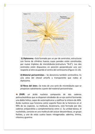 1) Diplosoma.- Está formado por un par de centriolos, estructuras 
con forma de cilindros huecos cuyas paredes están constituidas 
por nueve tripletes de microtúbulos (estructura "9×3"). Los dos 
centriolos están dispuestos en posición perpendicular uno con 
respecto al otro ocupando el centro del centrosoma (Figura 11.13). 
2) Material pericentriolar.- Se denomina también centrosfera. Es 
una zona del citosol amorfa y transparente que rodea al 
diplosoma. 
3) Fibras del áster.- Se trata de una serie de microtúbulos que se 
proyectan radialmente a partir del material pericentriolar. 
DNA: un ácido nucleico compuesto de dos cadenas 
polinucleotídicas que se disponen alrededor de un eje central formando 
una doble hélice, capaz de autorreplicarse y codificar la síntesis de ARN. 
Ácido nucleico que funciona como soporte físico de la herencia en el 
99% de las especies. La molécula, bicatenaria, está formada por dos 
cadenas antiparalelas y complementarias entre sí. Su unidad básica, el 
nucleótido, consiste en una molécula del azúcar desoxirribosa, un grupo 
fosfato, y una de estas cuatro bases nitrogenadas: adenina, timina, 
citosina y guanina. 
 