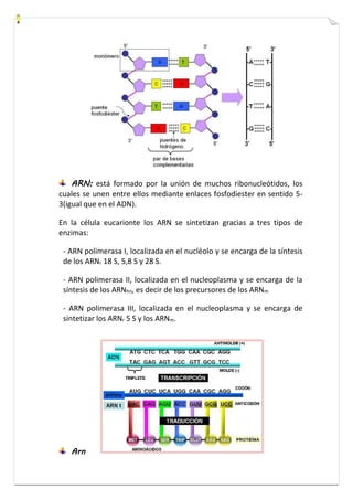 ARN: está formado por la unión de muchos ribonucleótidos, los 
cuales se unen entre ellos mediante enlaces fosfodiester en sentido 5- 
3(igual que en el ADN). 
En la célula eucarionte los ARN se sintetizan gracias a tres tipos de 
enzimas: 
- ARN polimerasa I, localizada en el nucléolo y se encarga de la síntesis 
de los ARNr 18 S, 5,8 S y 28 S. 
- ARN polimerasa II, localizada en el nucleoplasma y se encarga de la 
síntesis de los ARNhn, es decir de los precursores de los ARNm 
- ARN polimerasa III, localizada en el nucleoplasma y se encarga de 
sintetizar los ARNr 5 S y los ARNm. 
Arn 
 