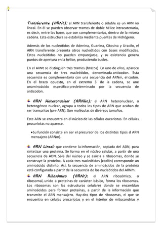 Transferente (ARNt): el ARN transferente o soluble es un ARN no 
lineal. En él se pueden observar tramos de doble hélice intracatenaria, 
es decir, entre las bases que son complementarias, dentro de la misma 
cadena. Esta estructura se estabiliza mediante puentes de Hidrógeno. 
Además de los nucleótidos de Adenina, Guanina, Citosina y Uracilo, el 
ARN transferente presenta otros nucleótidos con bases modificadas. 
Estos nucleótidos no pueden emparejarse, y su existencia genera 
puntos de apertura en la hélice, produciendo bucles. 
En el ARNt se distinguen tres tramos (brazos). En uno de ellos, aparece 
una secuencia de tres nucleótidos, denominada anticodon. Esta 
secuencia es complementaria con una secuencia del ARNm, el codón. 
En el brazo opuesto, en el extremo 3' de la cadena, se une 
unaminoácido específico predeterminado por la secuencia de 
anticodon. 
ARN Heteronuclear (ARNhn): el ARN heteronuclear, o 
heterogéneo nuclear, agrupa a todos los tipos de ARN que acaban de 
ser transcritos (pre-ARN). Son moléculas de diversos tamaños. 
Este ARN se encuentra en el núcleo de las células eucariotas. En células 
procariotas no aparece. 
 Su función consiste en ser el precursor de los distintos tipos d ARN 
mensajero (ARNm). 
ARN Lineal: que contiene la información, copiada del ADN, para 
sintetizar una proteína. Se forma en el núcleo celular, a partir de una 
secuencia de ADN. Sale del núcleo y se asocia a ribosomas, donde se 
construye la proteína. A cada tres nucleótidos (codón) corresponde un 
aminoácido distinto. Así, la secuencia de aminoácidos de la proteína 
está configurada a partir de la secuencia de los nucleótidos del ARNm. 
ARN Ribosómico (ARNr): el ARN ribosómico, o 
ribosomal, unido a proteínas de carácter básico, forma los ribosomas. 
Los ribosomas son las estructuras celulares donde se ensamblan 
aminoácidos para formar proteínas, a partir de la información que 
transmite el ARN mensajero. Hay dos tipos de ribosomas, el que se 
encuentra en células procariotas y en el interior de mitocondrias y 
 