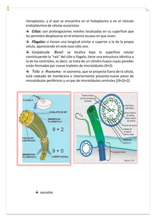 cloroplastos, y el que se encuentra en el hialoplasma o en el retículo 
endoplásmico de células eucariotas. 
Cilios: son prolongaciones móviles localizadas en su superficie que 
les permiten desplazarse en el entorno acuoso en que viven. 
Flagelos: si tienen una longitud similar o superior a la de la propia 
célula, apareciendo en este caso sólo uno. 
Corpúsculo Basal: se localiza bajo la superficie celular 
constituyendo la "raíz" del cilio o flagelo, tiene una estructura idéntica a 
la de los centriolos, es decir, se trata de un cilindro hueco cuyas paredes 
están formadas por nueve tripletes de microtúbulos (9×3). 
Tallo o Axonema: el axonema, que se proyecta fuera de la célula, 
está rodeado de membrana e interiormente presenta nueve pares de 
microtúbulos periféricos y un par de microtúbulos centrales [(9×2)+2]. 
vacuolas 
 