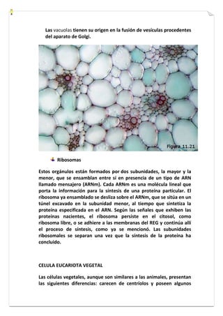 Las vacuolas tienen su origen en la fusión de vesículas procedentes 
del aparato de Golgi. 
Ribosomas 
Estos orgánulos están formados por dos subunidades, la mayor y la 
menor, que se ensamblan entre sí en presencia de un tipo de ARN 
llamado mensajero (ARNm). Cada ARNm es una molécula lineal que 
porta la información para la síntesis de una proteína particular. El 
ribosoma ya ensamblado se desliza sobre el ARNm, que se sitúa en un 
túnel excavado en la subunidad menor, al tiempo que sintetiza la 
proteína especificada en el ARN. Según las señales que exhiben las 
proteínas nacientes, el ribosoma persiste en el citosol, como 
ribosoma libre, o se adhiere a las membranas del REG y continúa allí 
el proceso de síntesis, como ya se mencionó. Las subunidades 
ribosomales se separan una vez que la síntesis de la proteína ha 
concluido. 
CELULA EUCARIOTA VEGETAL 
Las células vegetales, aunque son similares a las animales, presentan 
las siguientes diferencias: carecen de centríolos y poseen algunos 
 