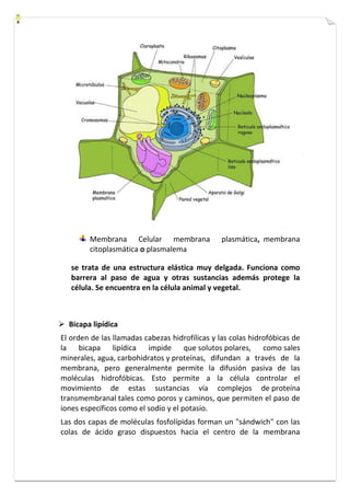 Membrana Celular membrana plasmática, membrana 
citoplasmática o plasmalema 
se trata de una estructura elástica muy delgada. Funciona como 
barrera al paso de agua y otras sustancias además protege la 
célula. Se encuentra en la célula animal y vegetal. 
 Bicapa lipídica 
El orden de las llamadas cabezas hidrofílicas y las colas hidrofóbicas de 
la bicapa lipídica impide que solutos polares, como sales 
minerales, agua, carbohidratos y proteínas, difundan a través de la 
membrana, pero generalmente permite la difusión pasiva de las 
moléculas hidrofóbicas. Esto permite a la célula controlar el 
movimiento de estas sustancias vía complejos de proteína 
transmembranal tales como poros y caminos, que permiten el paso de 
iones específicos como el sodio y el potasio. 
Las dos capas de moléculas fosfolípidas forman un "sándwich" con las 
colas de ácido graso dispuestos hacia el centro de la membrana 
 