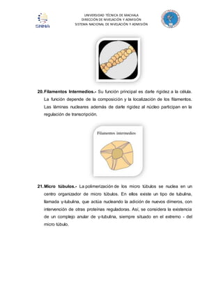 UNIVERSIDAD TÉCNICA DE MACHALA 
DIRECCIÓN DE NIVELACIÓN Y ADMISIÓN 
SISTEMA NACIONAL DE NIVELACIÓN Y ADMISIÓN 
20. Filamentos Intermedios.- Su función principal es darle rigidez a la célula. 
La función depende de la composición y la localización de los filamentos. 
Las láminas nucleares además de darle rigidez al núcleo participan en la 
regulación de transcripción. 
21. Micro túbulos.- La polimerización de los micro túbulos se nuclea en un 
centro organizador de micro túbulos. En ellos existe un tipo de tubulina, 
llamada γ-tubulina, que actúa nucleando la adición de nuevos dímeros, con 
intervención de otras proteínas reguladoras. Así, se considera la existencia 
de un complejo anular de γ-tubulina, siempre situado en el extremo - del 
micro túbulo. 
 