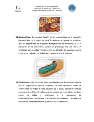 UNIVERSIDAD TÉCNICA DE MACHALA 
DIRECCIÓN DE NIVELACIÓN Y ADMISIÓN 
SISTEMA NACIONAL DE NIVELACIÓN Y ADMISIÓN 
24. Mitocondrias.- La principal función de las mitocondrias es la oxidación 
de metabolitos y la obtención de ATP mediante la fosforilación oxidativa, 
que es dependiente de la cadena transportadora de electrones; el ATP 
producido en la mitocondria supone un porcentaje muy alto del ATP 
sintetizado por la célula. También sirve de almacén de sustancias como 
iones, agua y algunas partículas como restos de virus y proteínas. 
25. Centrosoma.- Sus funciones están relacionadas con la motilidad celular y 
con la organización del cito esqueleto. Durante la división celular los 
centrosomas se dirigen a polos opuestos de la célula, organizando el huso 
acromático (o mitótico). En el periodo de anafase los micro túbulos del áster 
estiran la célula y contribuyen a la separación de 
los cromosomas a cromátidas y a la división del citoplasma. Las neuronas 
maduras no tienen centrosoma, por lo cual no se multiplican. 
 