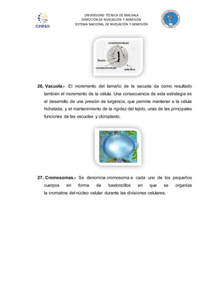 UNIVERSIDAD TÉCNICA DE MACHALA 
DIRECCIÓN DE NIVELACIÓN Y ADMISIÓN 
SISTEMA NACIONAL DE NIVELACIÓN Y ADMISIÓN 
26. Vacuola.- El incremento del tamaño de la vacuola da como resultado 
también el incremento de la célula. Una consecuencia de esta estrategia es 
el desarrollo de una presión de turgencia, que permite mantener a la célula 
hidratada, y el mantenimiento de la rigidez del tejido, unas de las principales 
funciones de las vacuolas y cloroplasto. 
27. Cromosomas.- Se denomina cromosoma a cada uno de los pequeños 
cuerpos en forma de bastoncillos en que se organiza 
la cromatina del núcleo celular durante las divisiones celulares. 
 