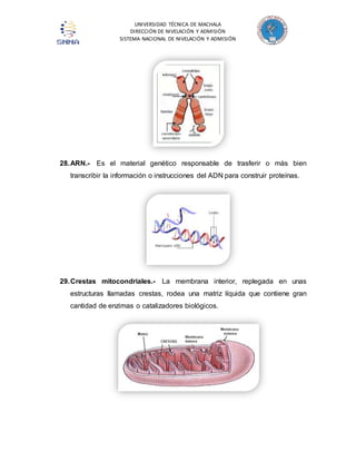 UNIVERSIDAD TÉCNICA DE MACHALA 
DIRECCIÓN DE NIVELACIÓN Y ADMISIÓN 
SISTEMA NACIONAL DE NIVELACIÓN Y ADMISIÓN 
28. ARN.- Es el material genético responsable de trasferir o más bien 
transcribir la información o instrucciones del ADN para construir proteínas. 
29. Crestas mitocondriales.- La membrana interior, replegada en unas 
estructuras llamadas crestas, rodea una matriz líquida que contiene gran 
cantidad de enzimas o catalizadores biológicos. 
 