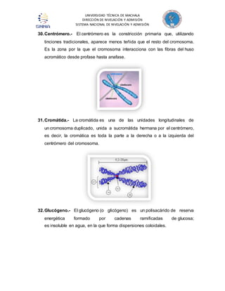 UNIVERSIDAD TÉCNICA DE MACHALA 
DIRECCIÓN DE NIVELACIÓN Y ADMISIÓN 
SISTEMA NACIONAL DE NIVELACIÓN Y ADMISIÓN 
30. Centrómero.- El centrómero es la constricción primaria que, utilizando 
tinciones tradicionales, aparece menos teñida que el resto del cromosoma. 
Es la zona por la que el cromosoma interacciona con las fibras del huso 
acromático desde profase hasta anafase. 
31. Cromátida.- La cromátida es una de las unidades longitudinales de 
un cromosoma duplicado, unida a sucromátida hermana por el centrómero, 
es decir, la cromática es toda la parte a la derecha o a la izquierda del 
centrómero del cromosoma. 
32. Glucógeno.- El glucógeno (o glicógeno) es un polisacárido de reserva 
energética formado por cadenas ramificadas de glucosa; 
es insoluble en agua, en la que forma dispersiones coloidales. 
 