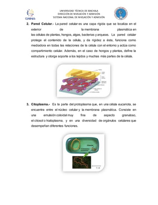 UNIVERSIDAD TÉCNICA DE MACHALA 
DIRECCIÓN DE NIVELACIÓN Y ADMISIÓN 
SISTEMA NACIONAL DE NIVELACIÓN Y ADMISIÓN 
2. Pared Celular.- La pared celular es una capa rígida que se localiza en el 
exterior de la membrana plasmática en 
las células de plantas, hongos, algas, bacterias y arqueas. La pared celular 
protege el contenido de la célula, y da rigidez a ésta, funciona como 
mediadora en todas las relaciones de la célula con el entorno y actúa como 
compartimiento celular. Además, en el caso de hongos y plantas, define la 
estructura y otorga soporte a los tejidos y muchas más partes de la célula. 
3. Citoplasma.- Es la parte del protoplasma que, en una célula eucariota, se 
encuentra entre el núcleo celular y la membrana plasmática. Consiste en 
una emulsión coloidal muy fina de aspecto granuloso, 
el citosol o hialoplasma, y en una diversidad de orgánulos celulares que 
desempeñan diferentes funciones. 
 