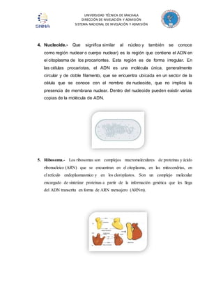 UNIVERSIDAD TÉCNICA DE MACHALA 
DIRECCIÓN DE NIVELACIÓN Y ADMISIÓN 
SISTEMA NACIONAL DE NIVELACIÓN Y ADMISIÓN 
4. Nucleoide.- Que significa similar al núcleo y también se conoce 
como región nuclear o cuerpo nuclear) es la región que contiene el ADN en 
el citoplasma de los procariontes. Esta región es de forma irregular. En 
las células procariotas, el ADN es una molécula única, generalmente 
circular y de doble filamento, que se encuentra ubicada en un sector de la 
célula que se conoce con el nombre de nucleoide, que no implica la 
presencia de membrana nuclear. Dentro del nucleoide pueden existir varias 
copias de la molécula de ADN. 
5. Ribosoma.- Los ribosomas son complejos macromoleculares de proteínas y ácido 
ribonucleico (ARN) que se encuentran en el citoplasma, en las mitocondrias, en 
el retículo endoplasmasmico y en los cloroplastos. Son un complejo molecular 
encargado de sintetizar proteínas a partir de la información genética que les llega 
del ADN transcrita en forma de ARN mensajero (ARNm). 
 
